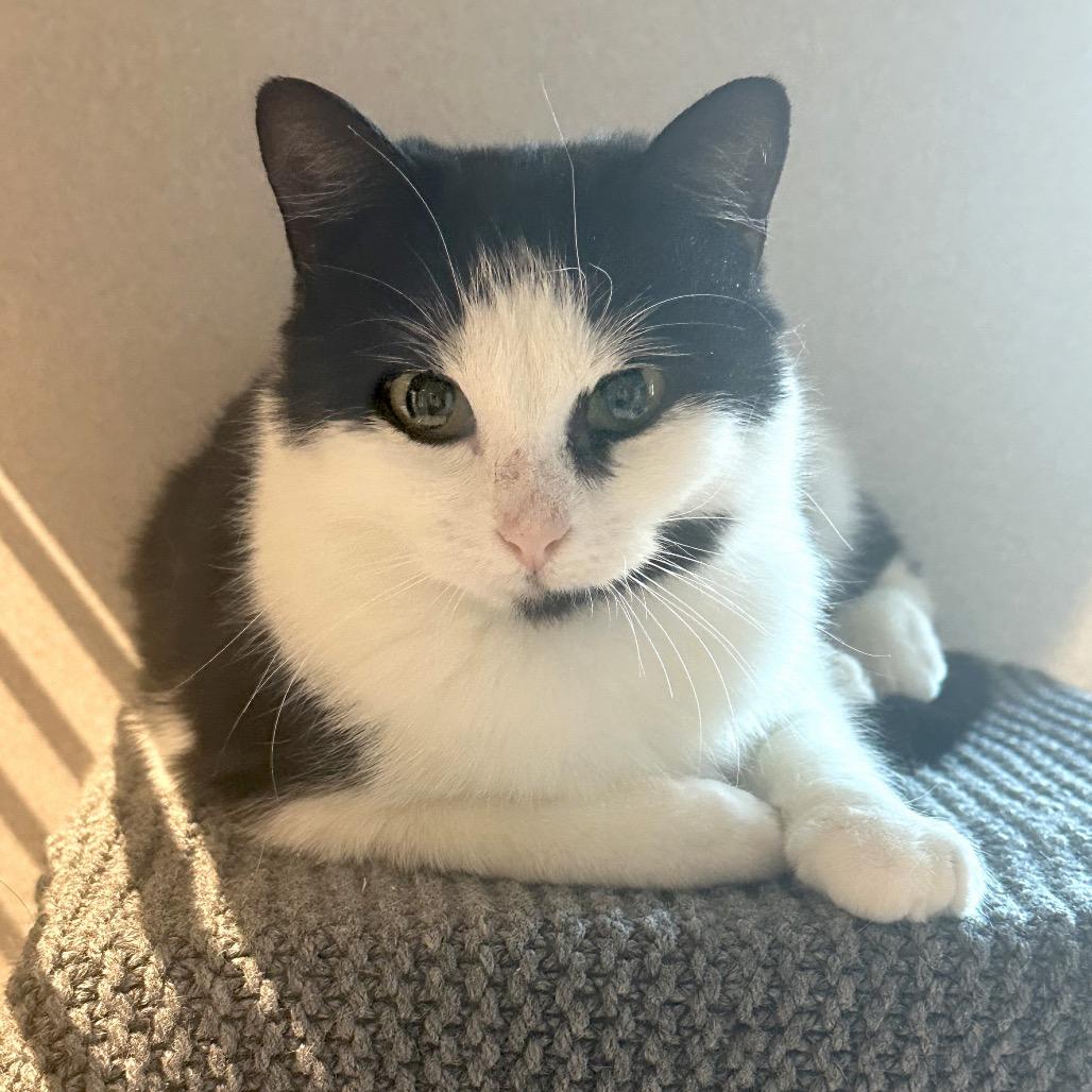 Enlarge Cheeks, a Adoptable Domestic Short Hair in Hailey, ID image 5/6