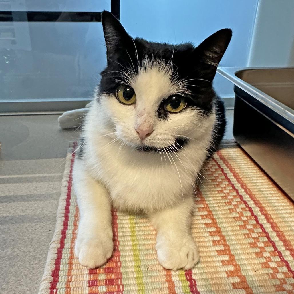 Enlarge Cheeks, a Adoptable Domestic Short Hair in Hailey, ID image 6/6