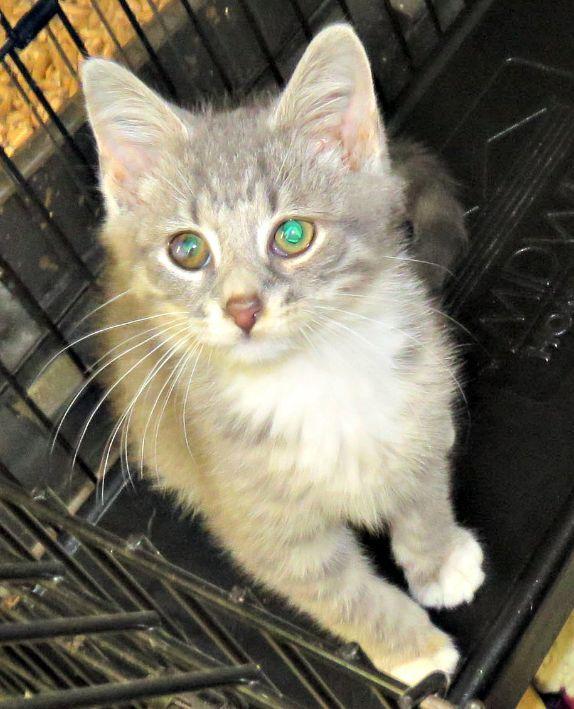 Oakie, adopted, Kitten Male Domestic Short Hair.