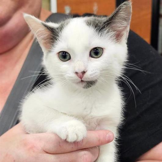 Enlarge Mischief, a Adoptable Domestic Short Hair in Fairfax, VA image 1/1