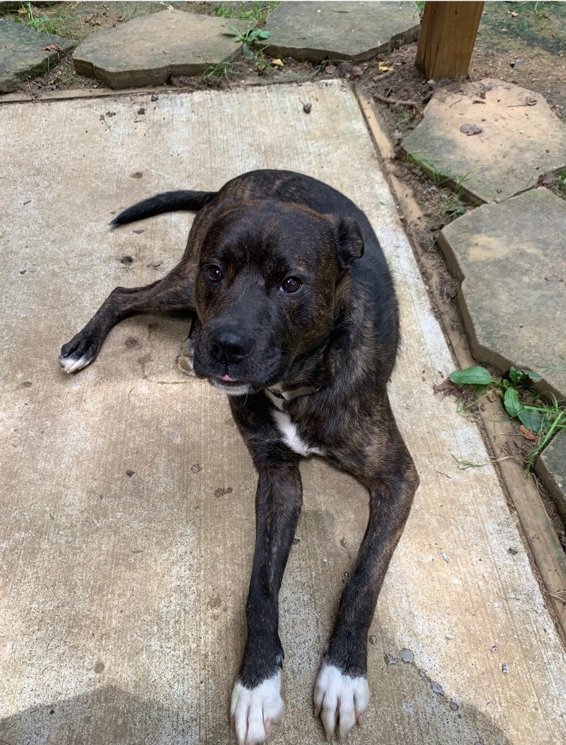 Kola, a Adoptable mixed breed in Gordonsville , VA image 1/6