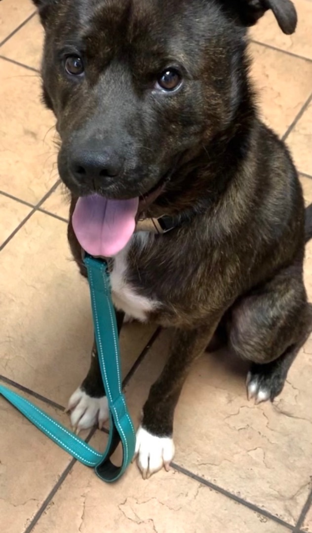 Kola, an adoptable Mixed Breed in Gordonsville , VA, 22942 | Photo Image 1