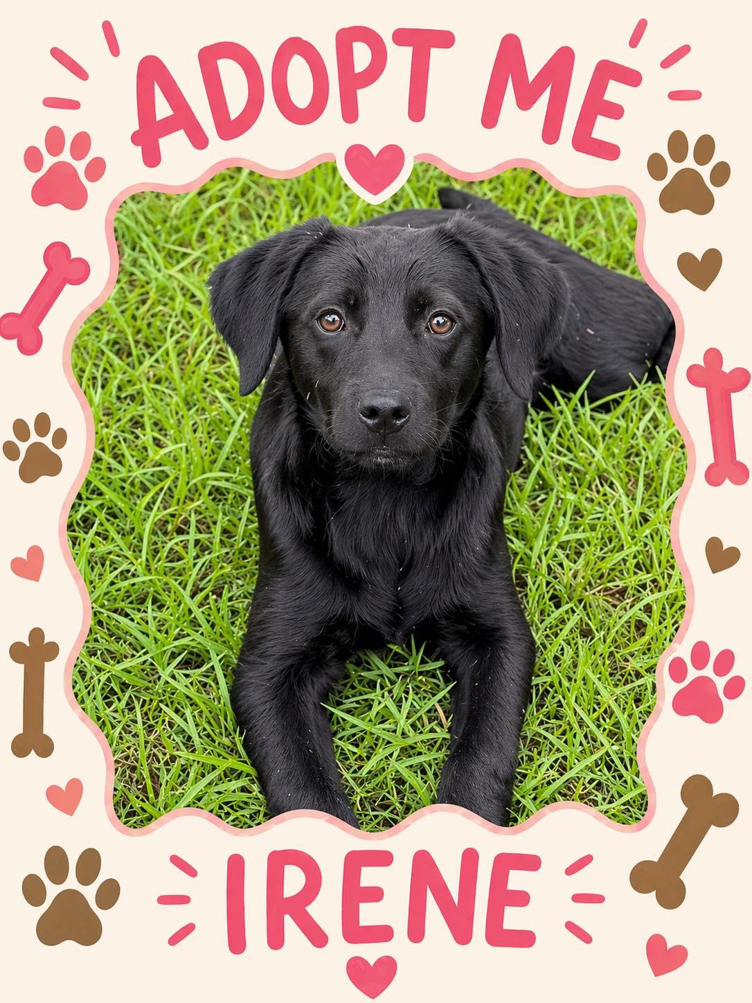 Enlarge Irene, a ADOPTABLE mixed breed in Bowie, TX image 1/1