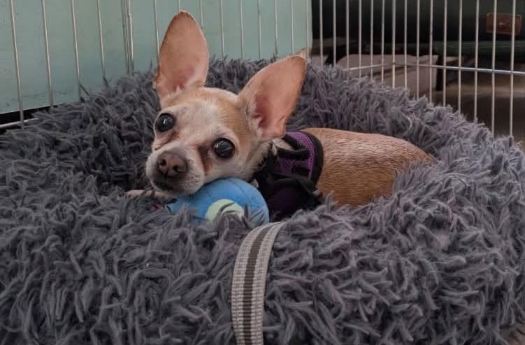 Enlarge Artichoke, a Adopted Chihuahua in Glendale, NY image 1/1