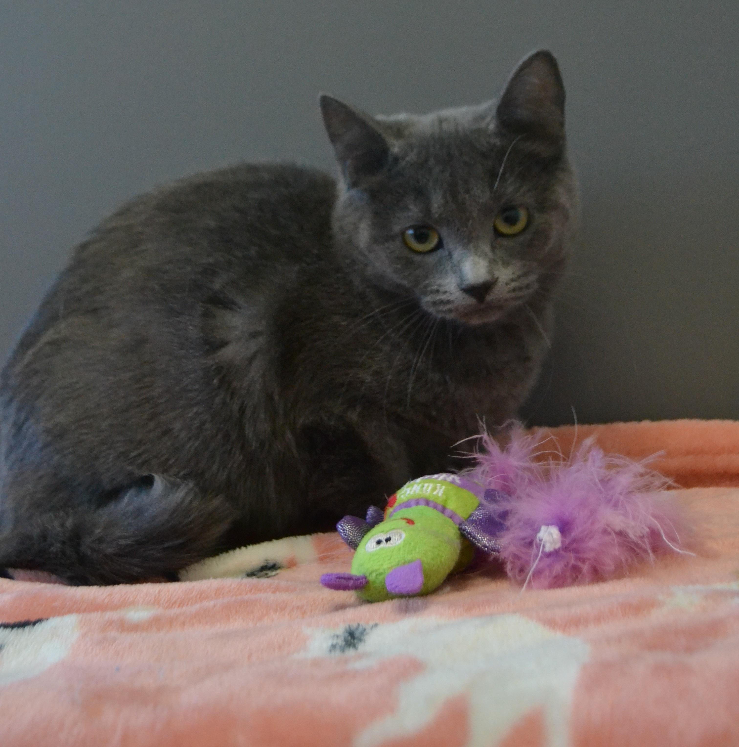 Enlarge Wasabi, a ADOPTABLE Domestic Short Hair in Anjou, QC image 2/2