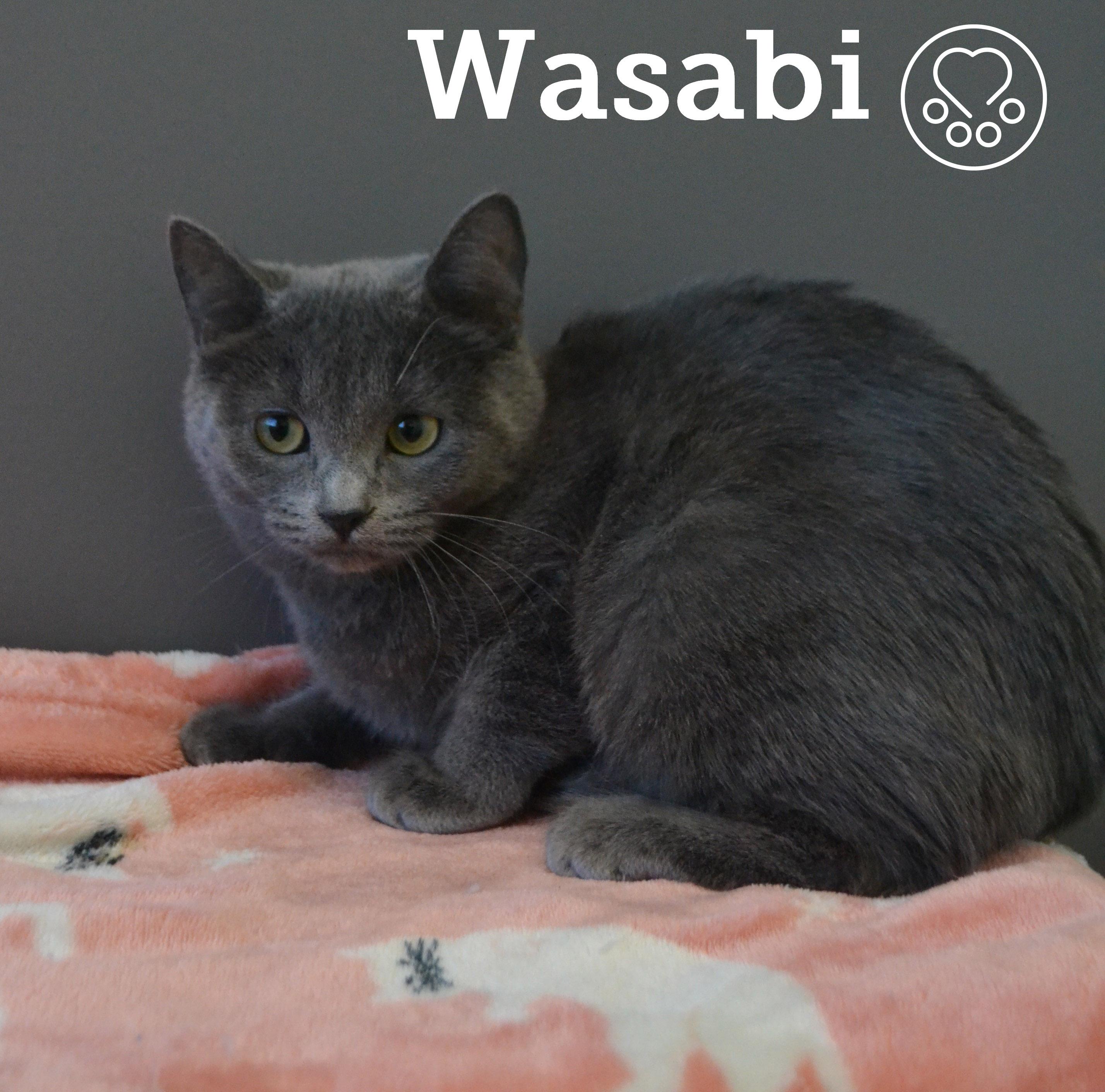 Wasabi, ADOPTABLE, Kitten Female Domestic Short Hair.
