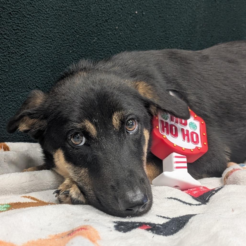 Chicken little, a Adoptable mixed breed in Bryan, TX image 1/4