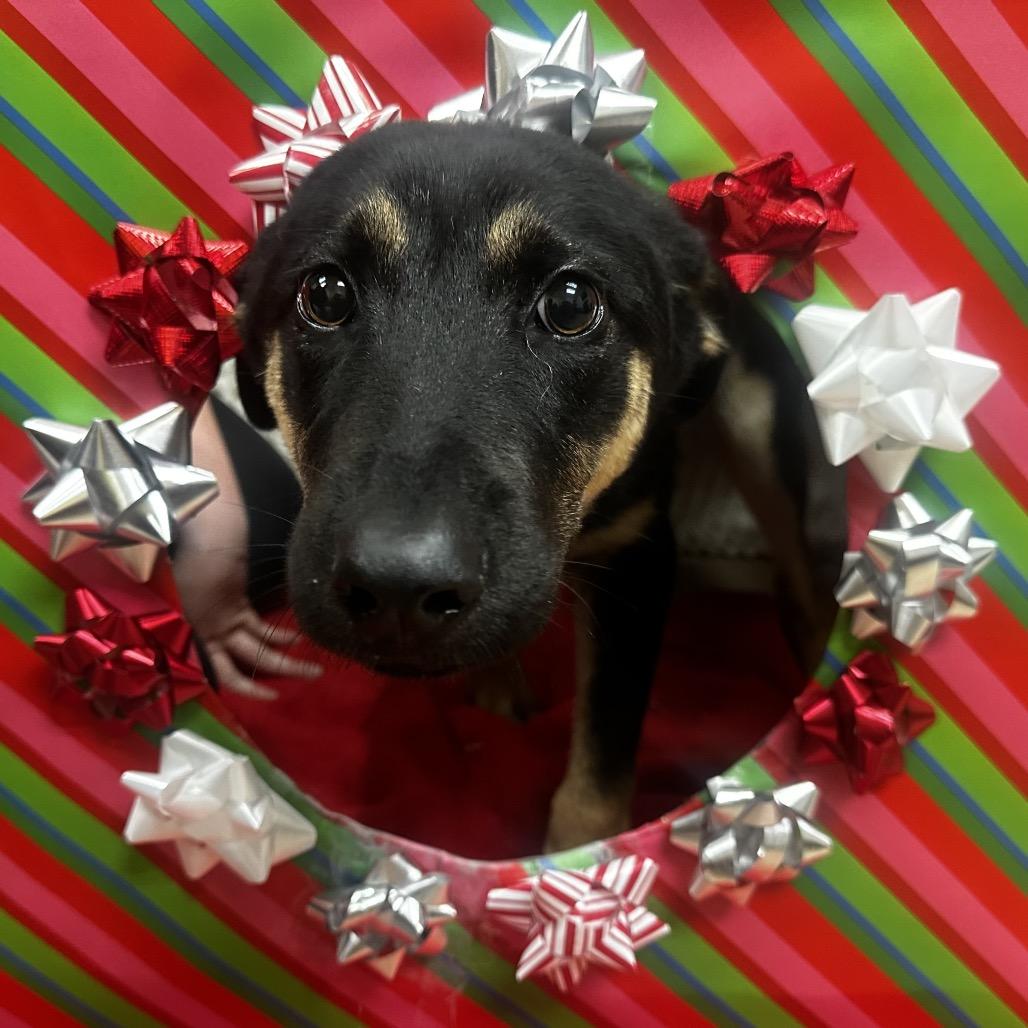 Chicken little, a Adoptable mixed breed in Bryan, TX image 2/4