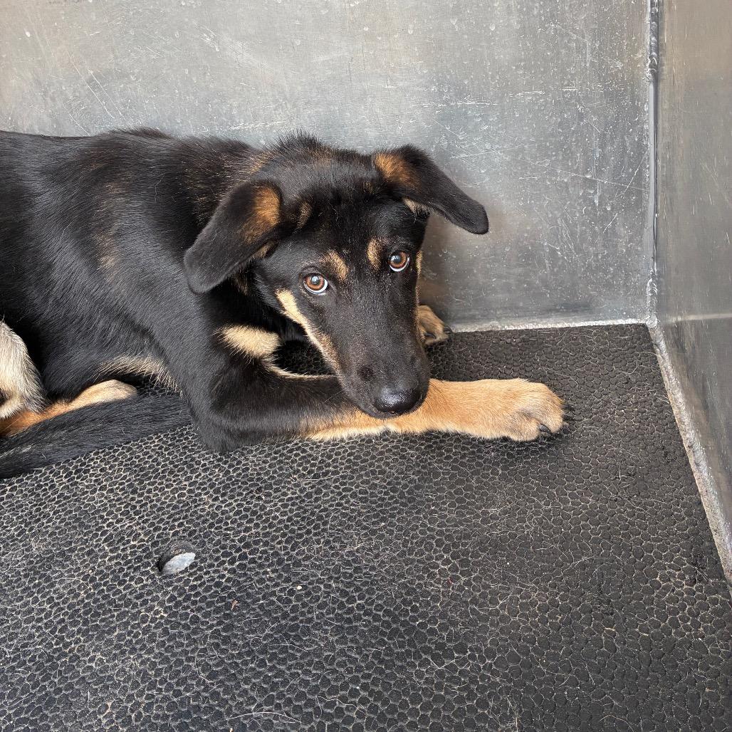 Chicken little, a Adoptable mixed breed in Bryan, TX image 4/4