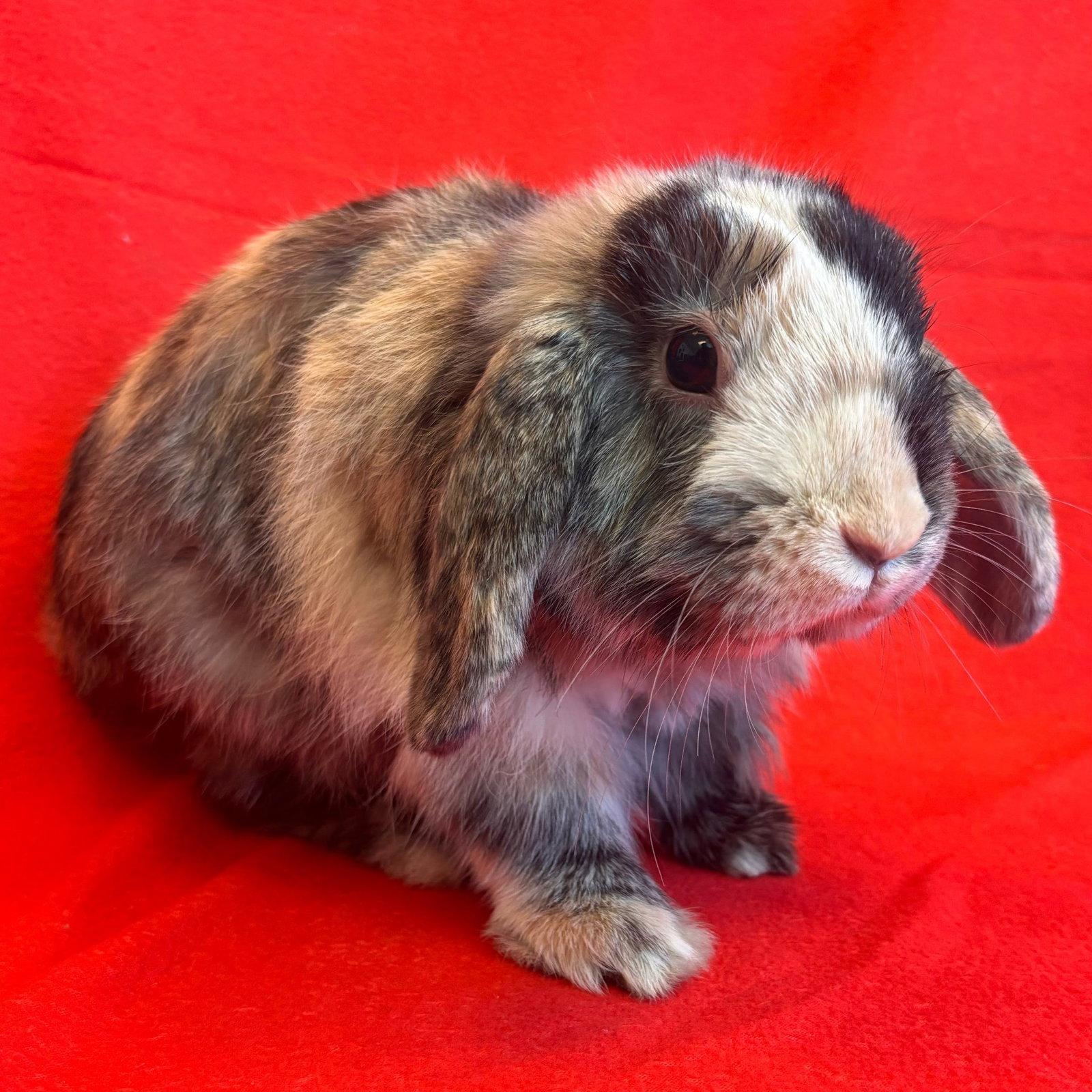 Coco, Adopted, Young Male Bunny Rabbit & Lop Eared.