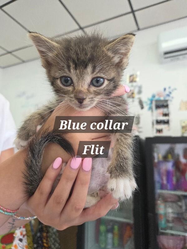 Flit, Adoptable, Young Male Domestic Medium Hair.