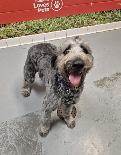 Max, adopted, Young Male Standard Poodle.