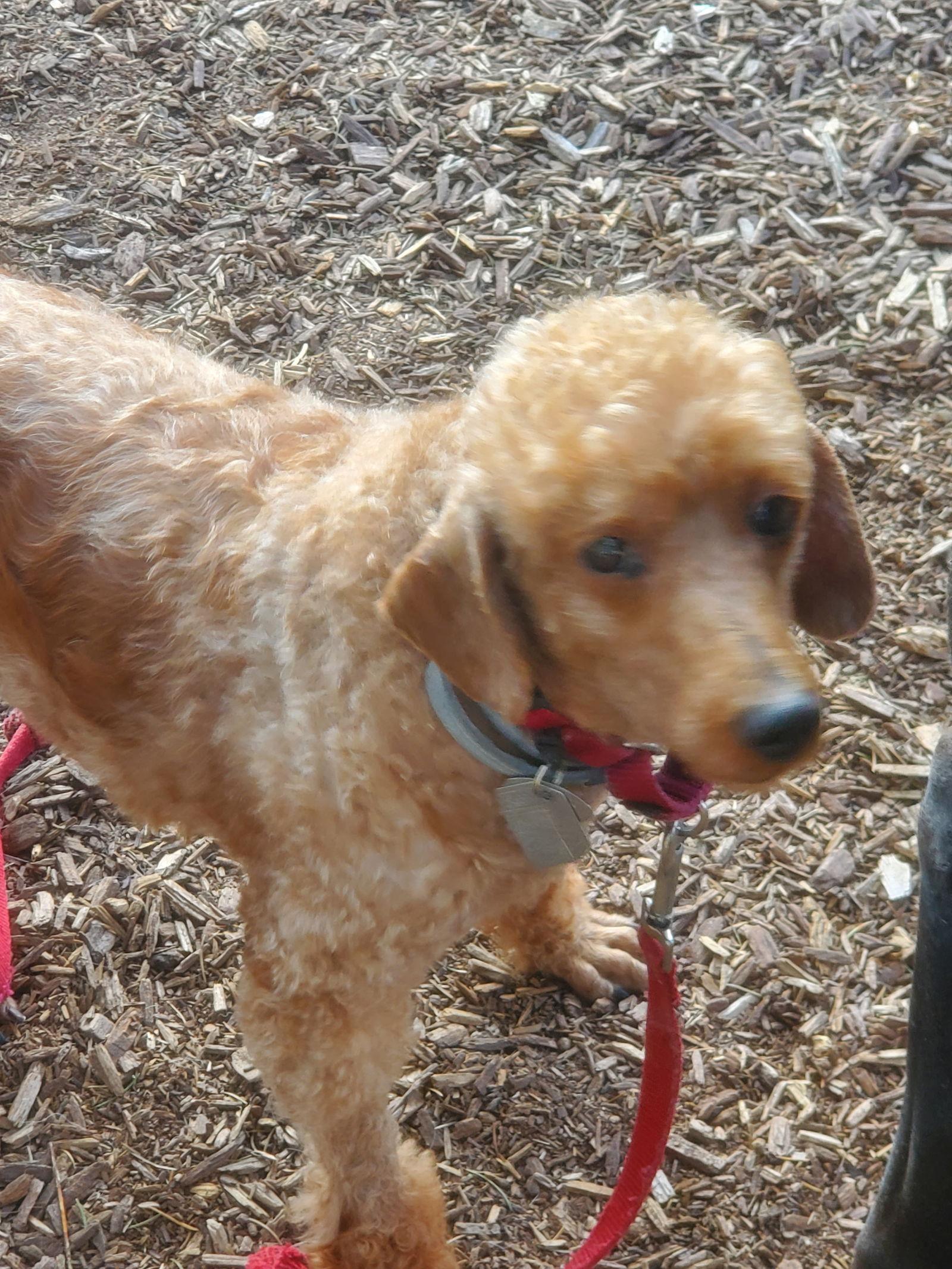 Enlarge Tuesday, a Adoptable Poodle in Grantville, PA image 1/3
