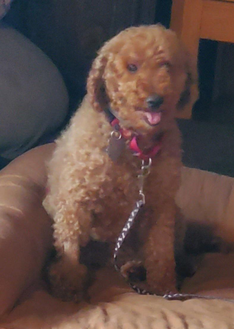 Enlarge Tuesday, a Adoptable Poodle in Grantville, PA image 2/3
