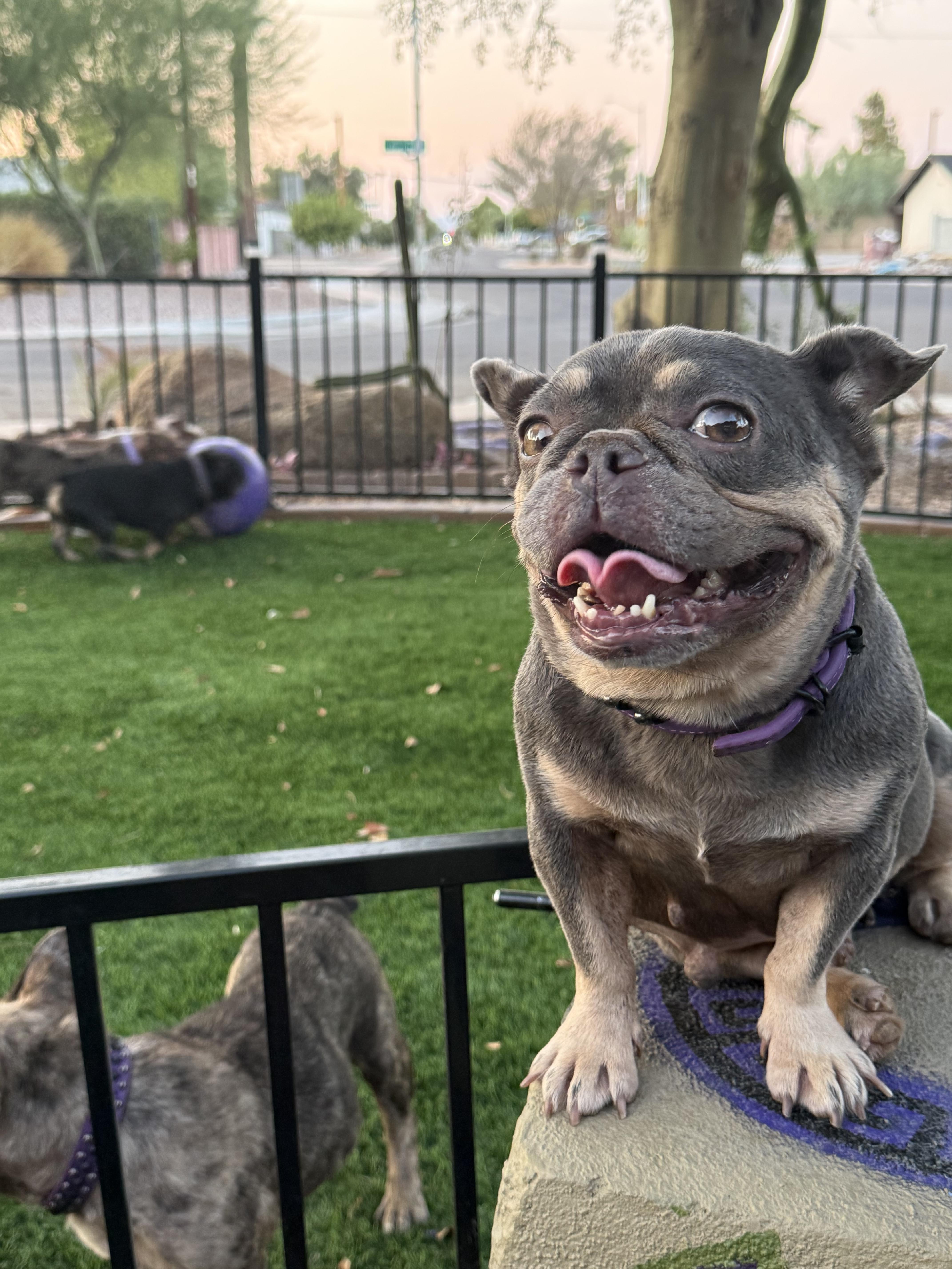 Bindi, Adoptable, Adult Female French Bulldog.