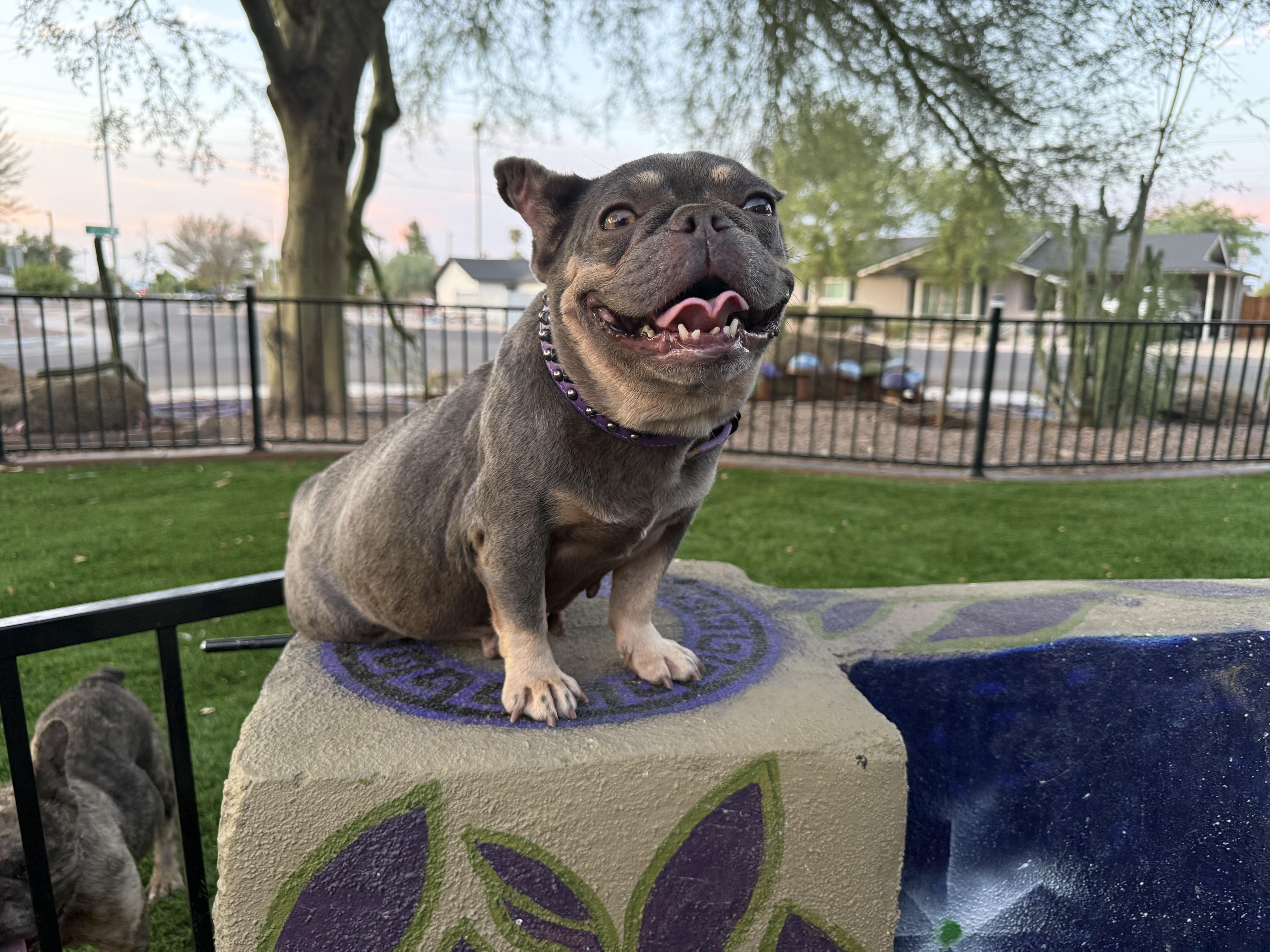 Enlarge Bindi, a Adoptable French Bulldog in Mesa, AZ image 2/6