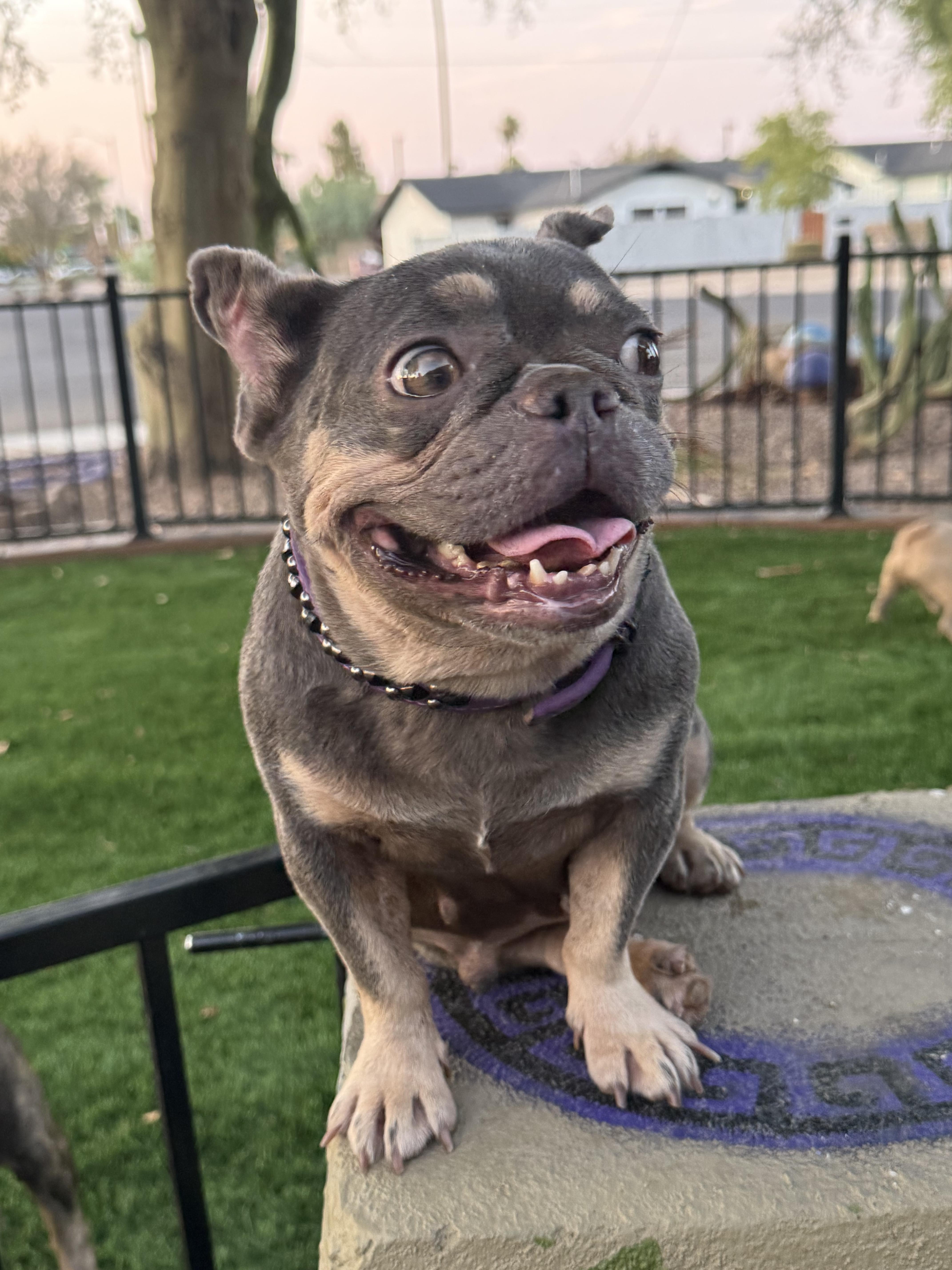 Enlarge Bindi, a Adoptable French Bulldog in Mesa, AZ image 3/6
