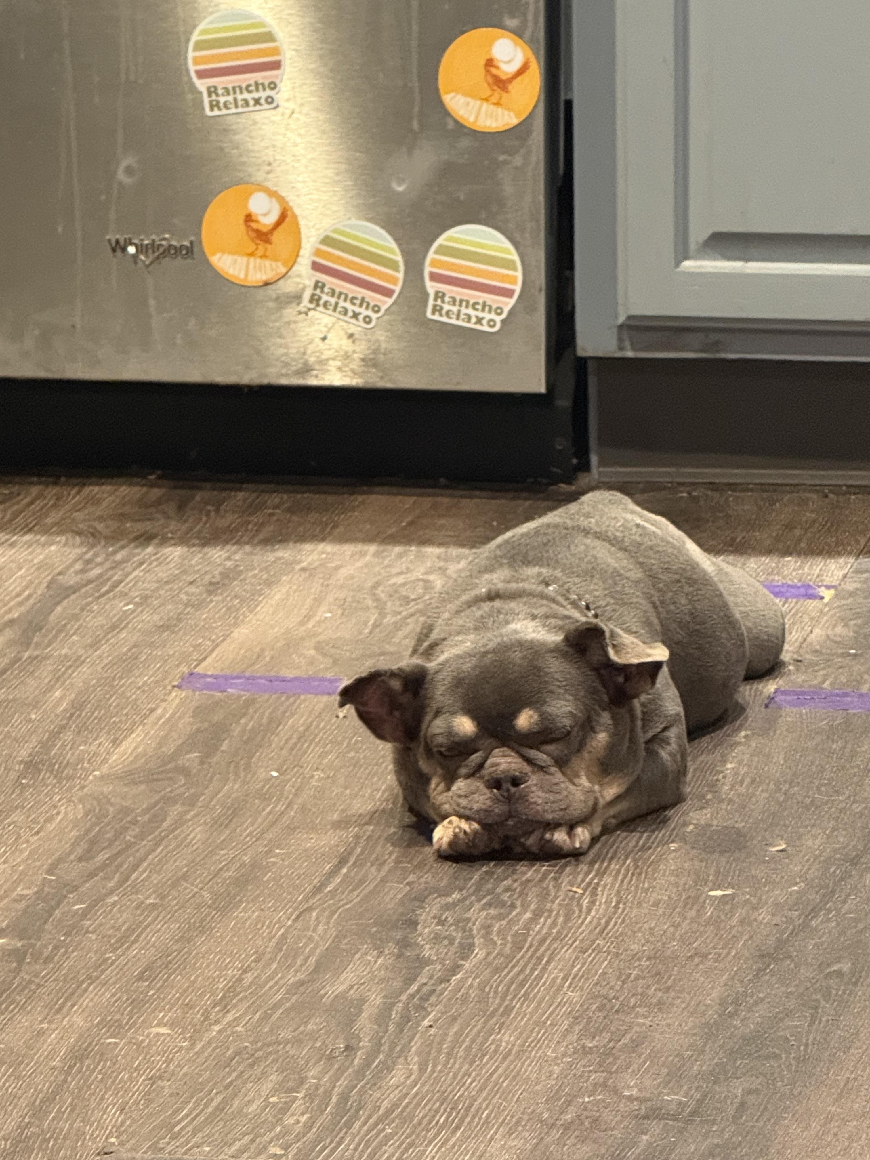 Enlarge Bindi, a Adoptable French Bulldog in Mesa, AZ image 4/6