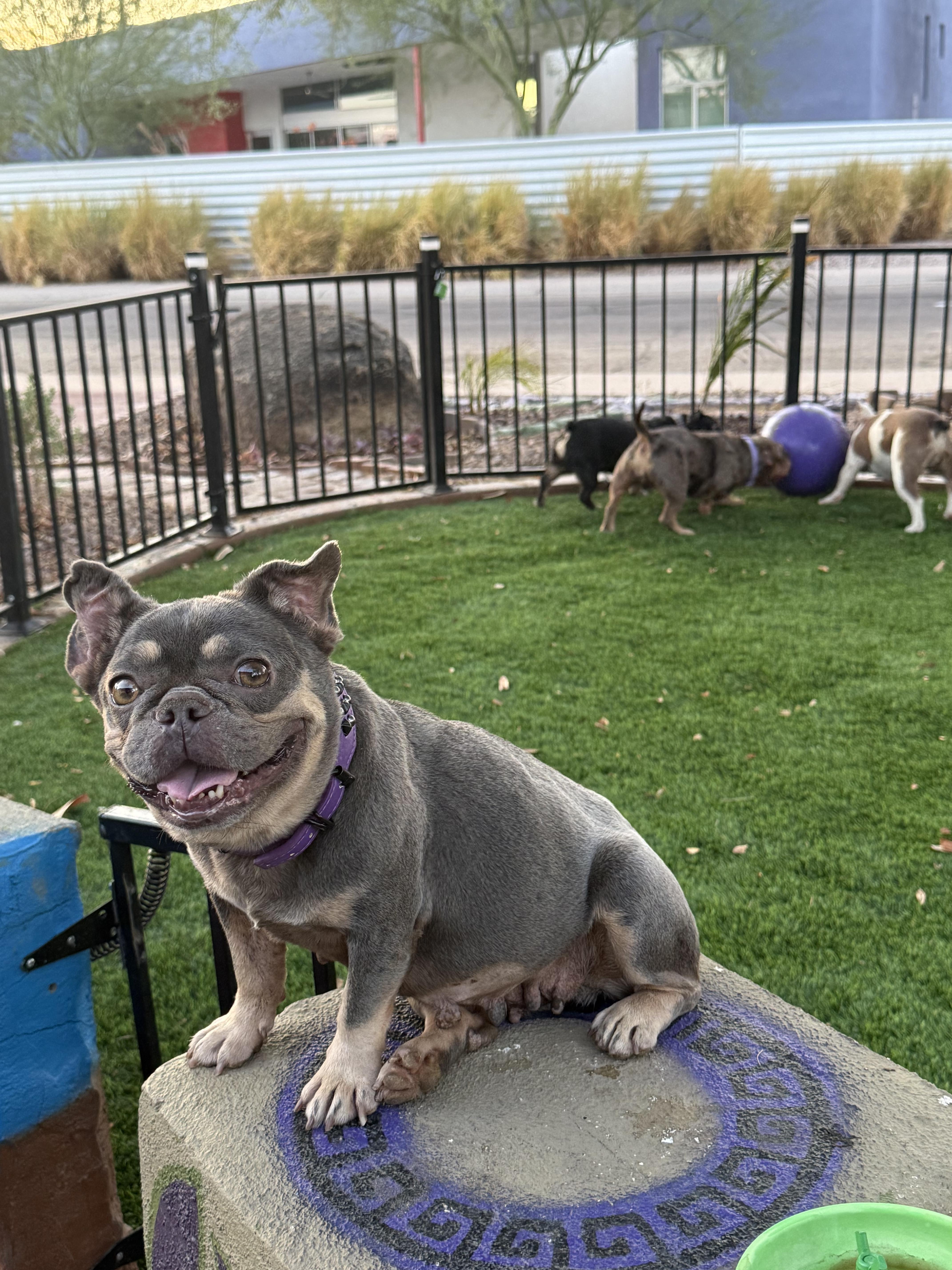 Enlarge Bindi, a Adoptable French Bulldog in Mesa, AZ image 5/6