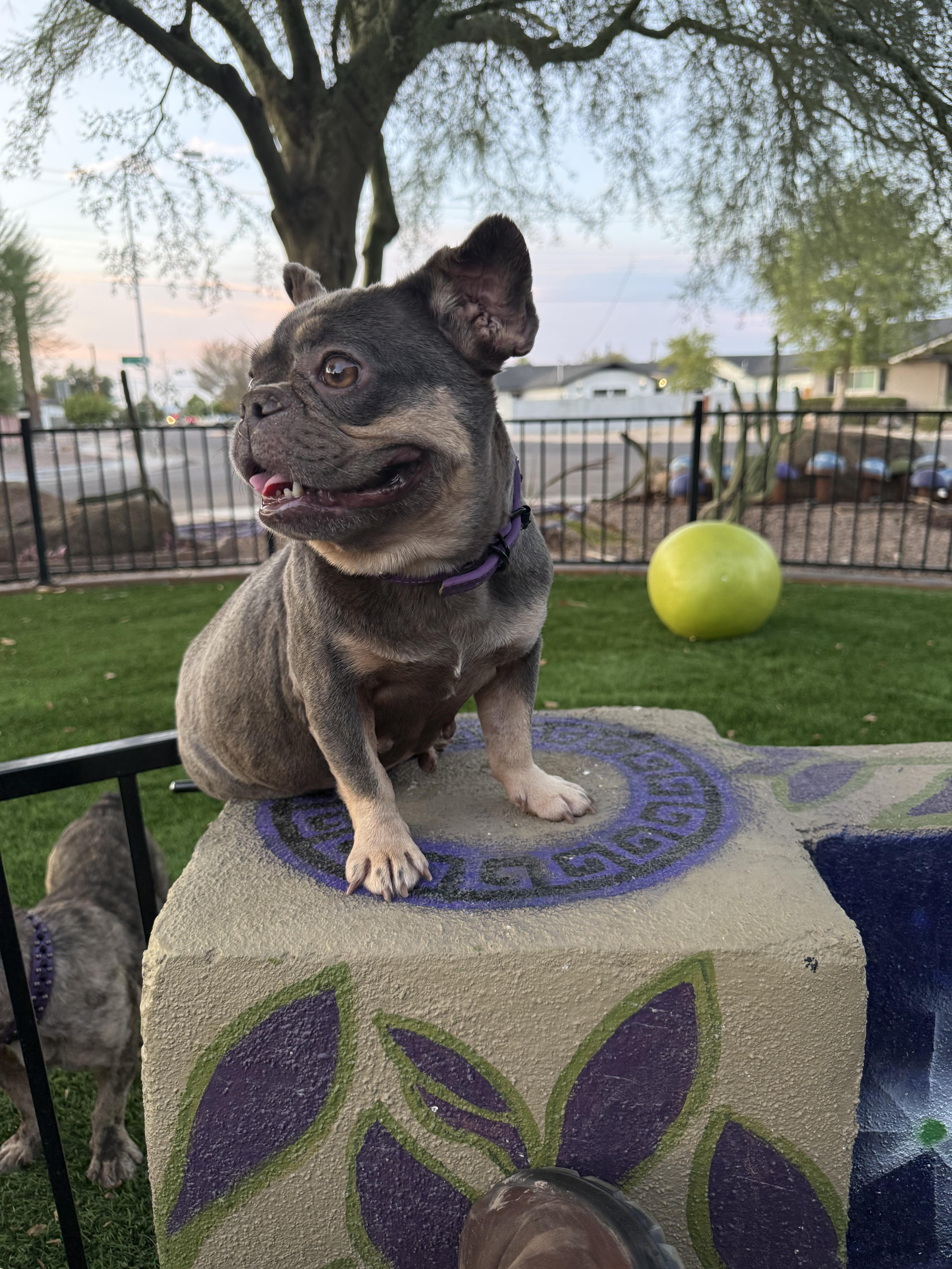 Enlarge Bindi, a Adoptable French Bulldog in Mesa, AZ image 6/6