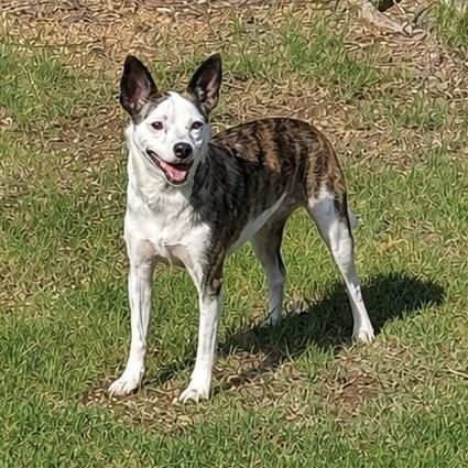 Marley, Adoptable, Adult Female Jack Russell Terrier & Mixed Breed.