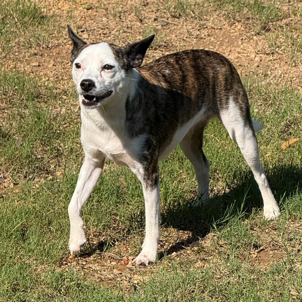 Marley, a Adoptable mixed breed in Bessemer, AL image 2/4