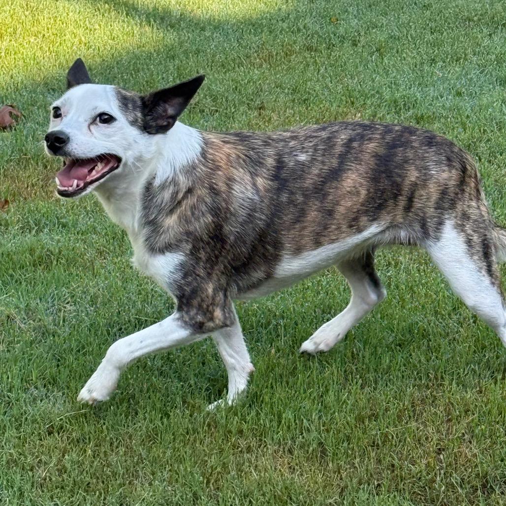 Marley, a Adoptable mixed breed in Bessemer, AL image 3/4