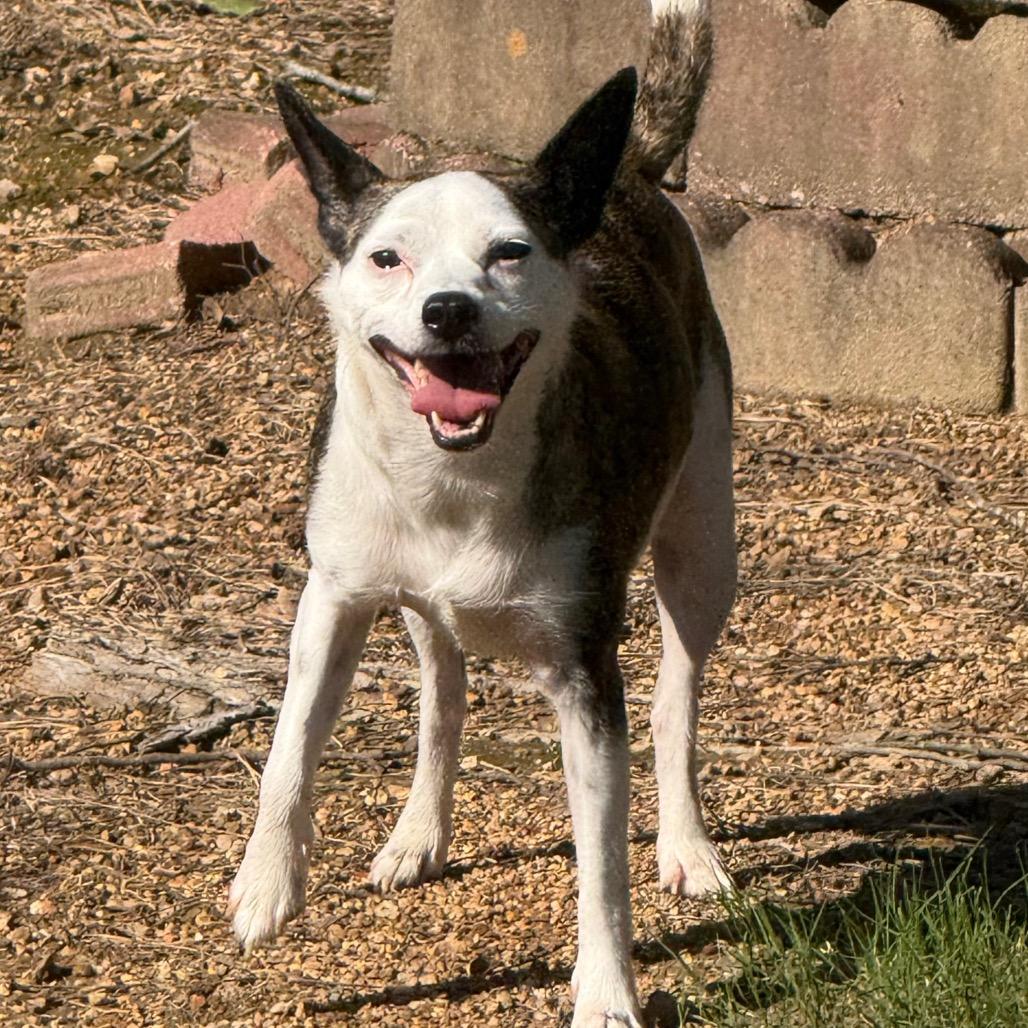 Marley, a Adoptable mixed breed in Bessemer, AL image 4/4