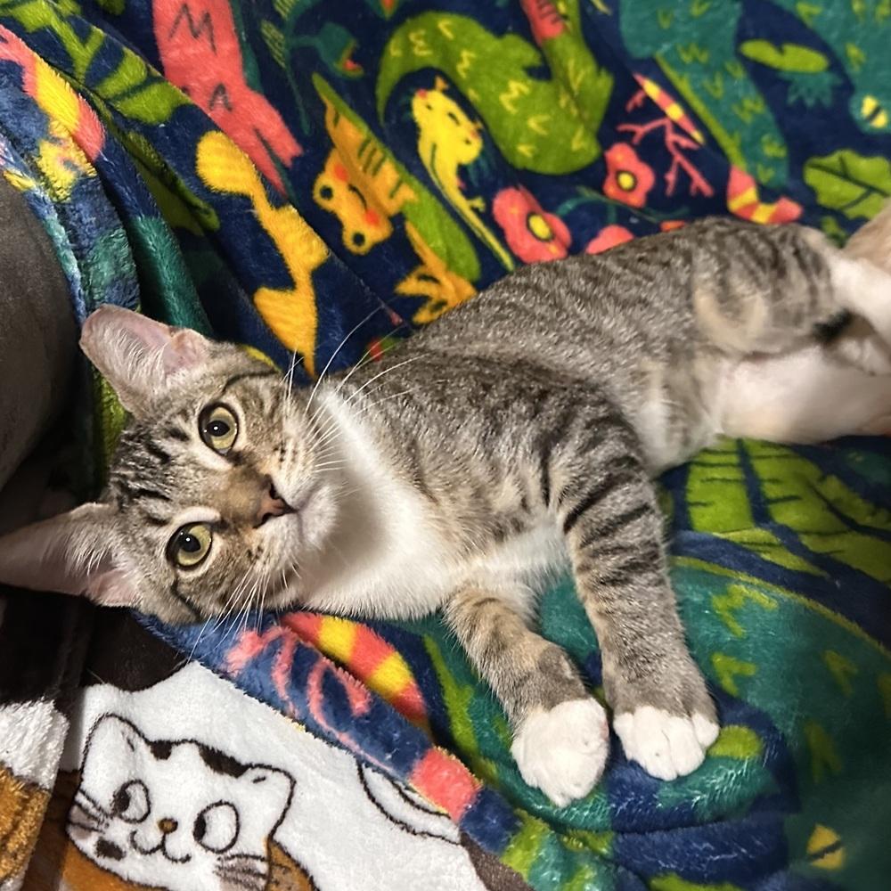 Tenia, Adoptable, Kitten Female Domestic Short Hair.