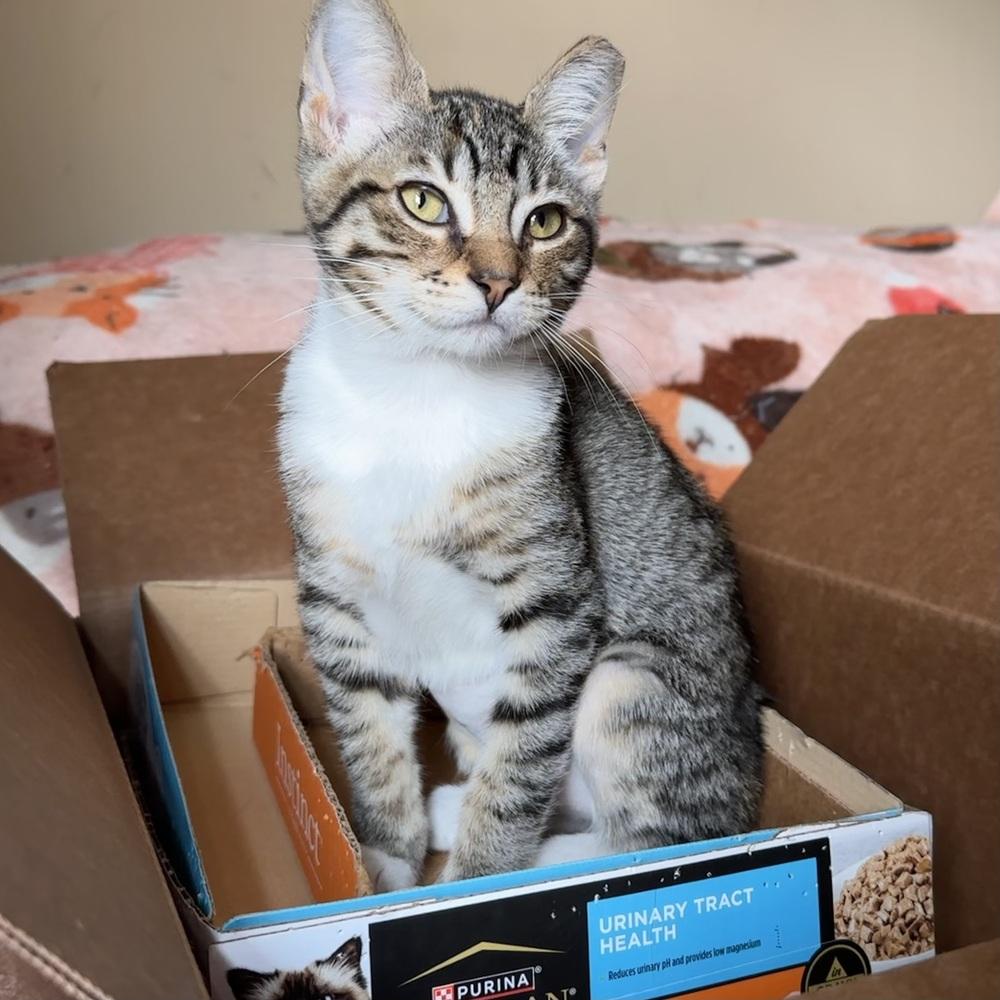Tenia, Adoptable, Kitten Female Domestic Short Hair.
