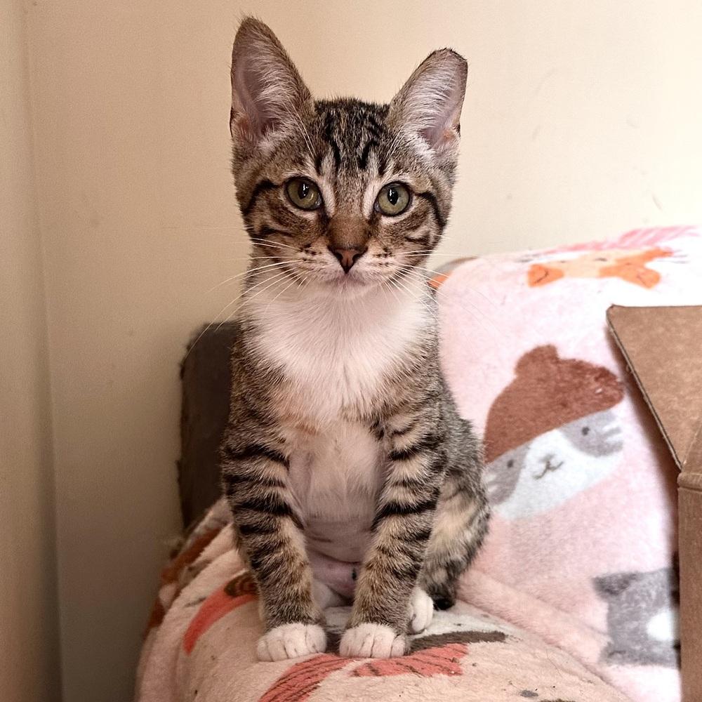 Enlarge Tenia, a Adoptable Domestic Short Hair in Panama City Beach, FL image 2/3