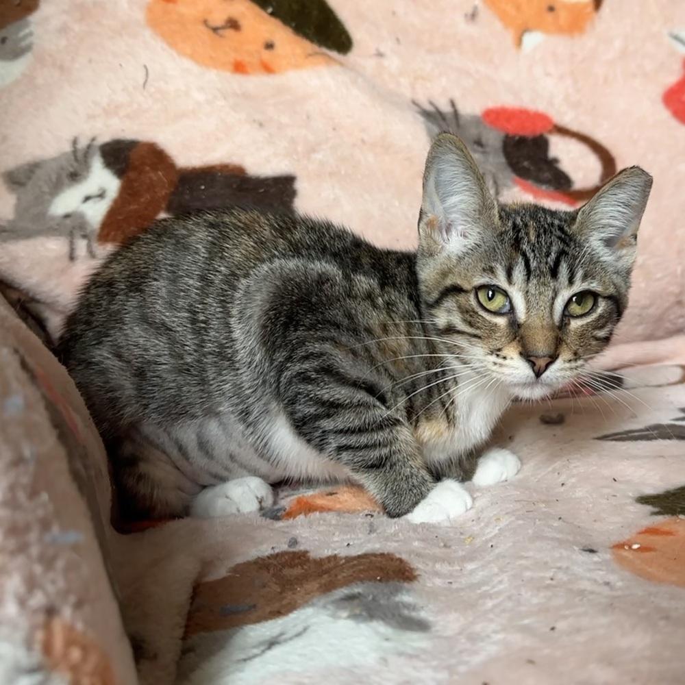Enlarge Tenia, a Adoptable Domestic Short Hair in Panama City Beach, FL image 3/3