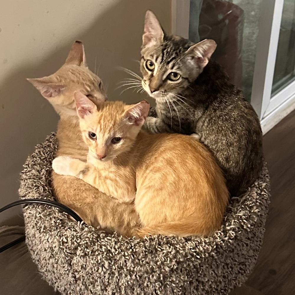 Enlarge Tenia, a Adoptable Domestic Short Hair in Panama City Beach, FL image 5/6