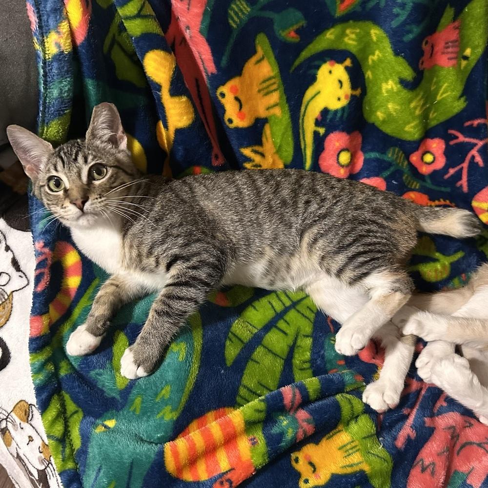 Enlarge Tenia, a Adoptable Domestic Short Hair in Panama City Beach, FL image 6/6
