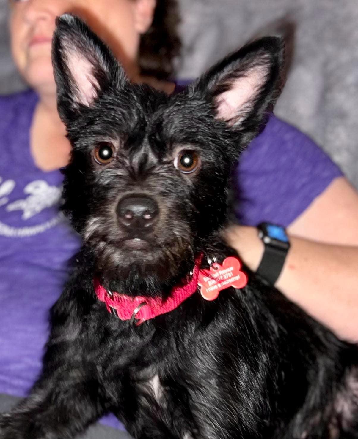 Jenzie, a Adoptable mixed breed in Covington, WA image 4/5