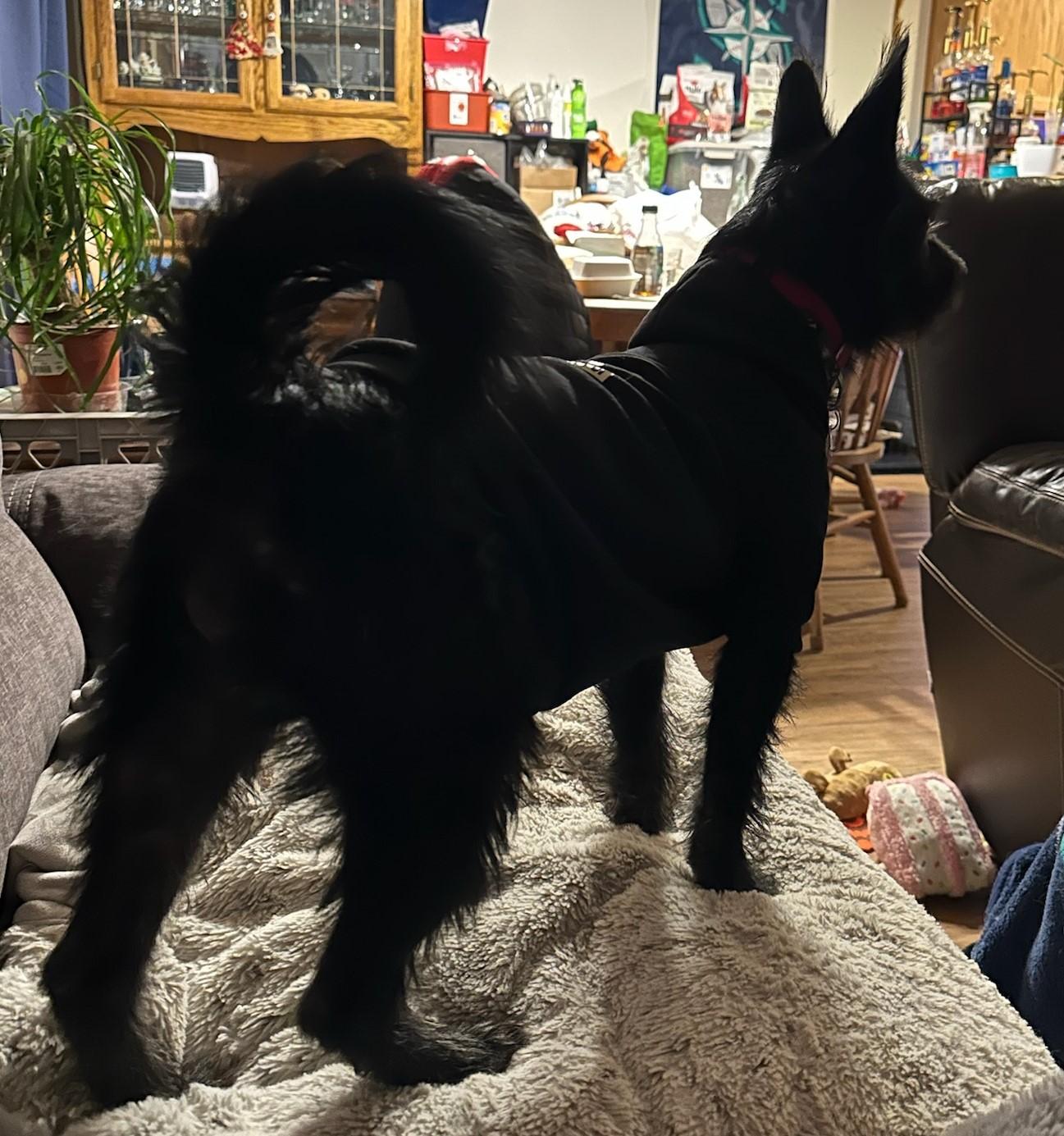 Jenzie, a Adoptable mixed breed in Covington, WA image 5/5