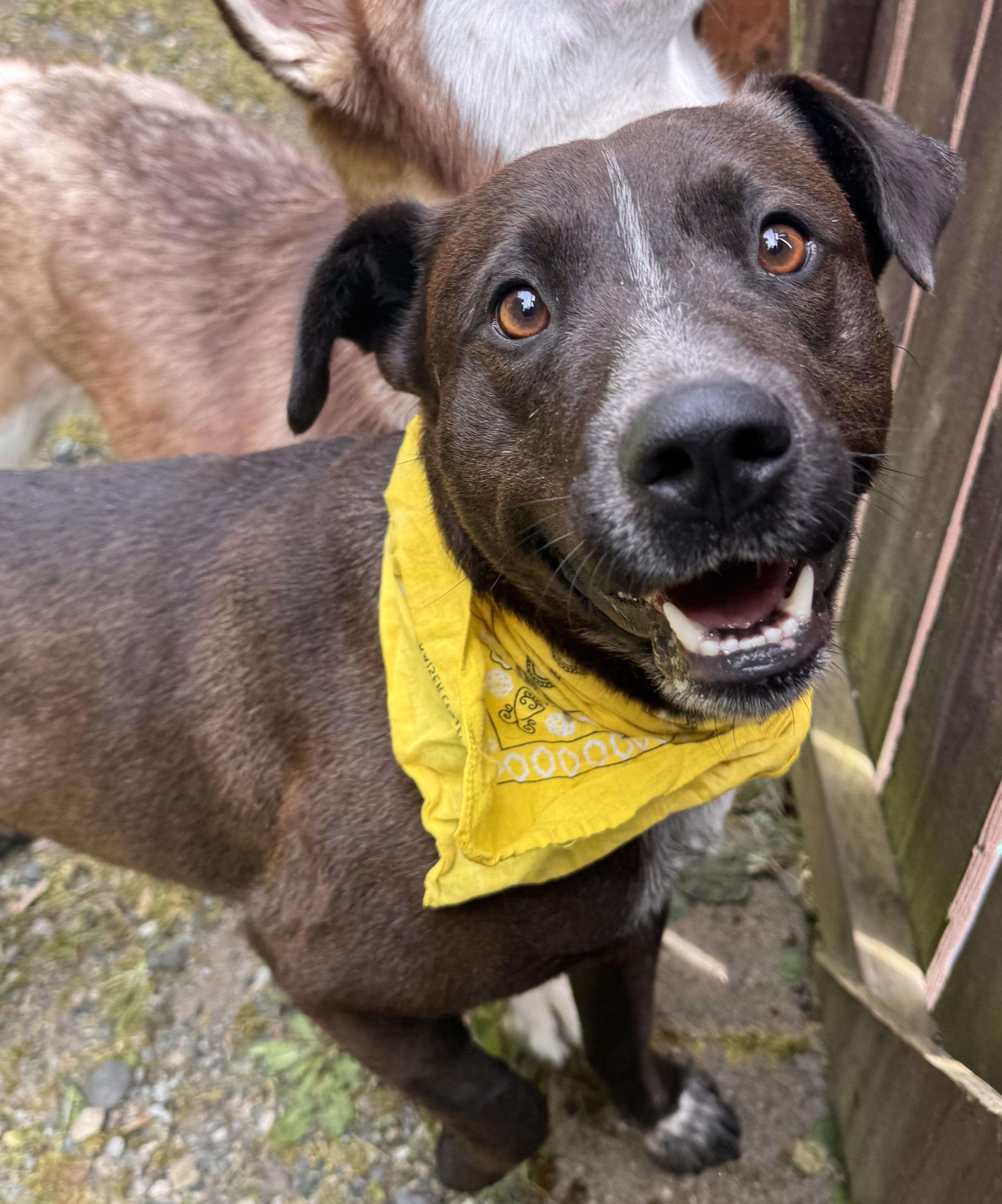 Roberto, a Adoptable mixed breed in Auburn, WA image 1/6