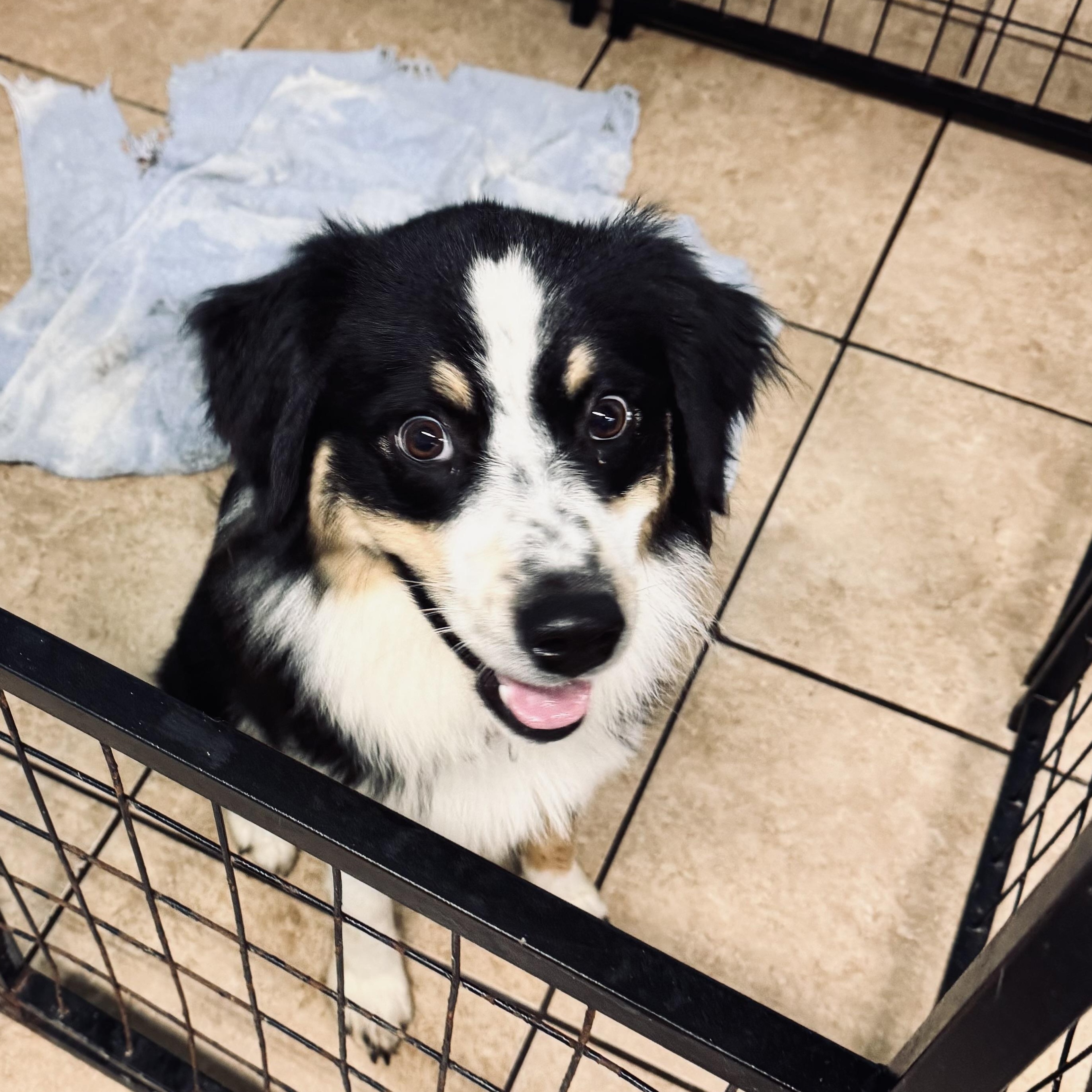 Maggie, Adoptable, Young Female Australian Shepherd.