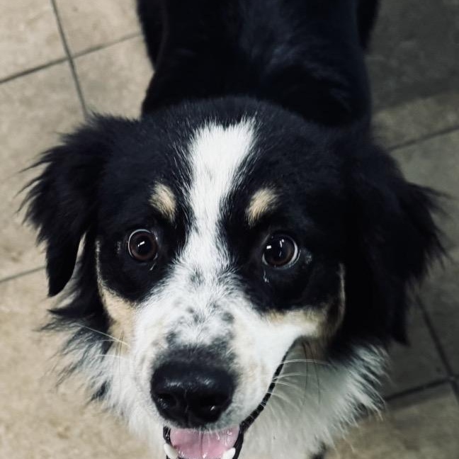 Enlarge Maggie, a Adoption Pending Australian Shepherd in Louisburg, KS image 2/5