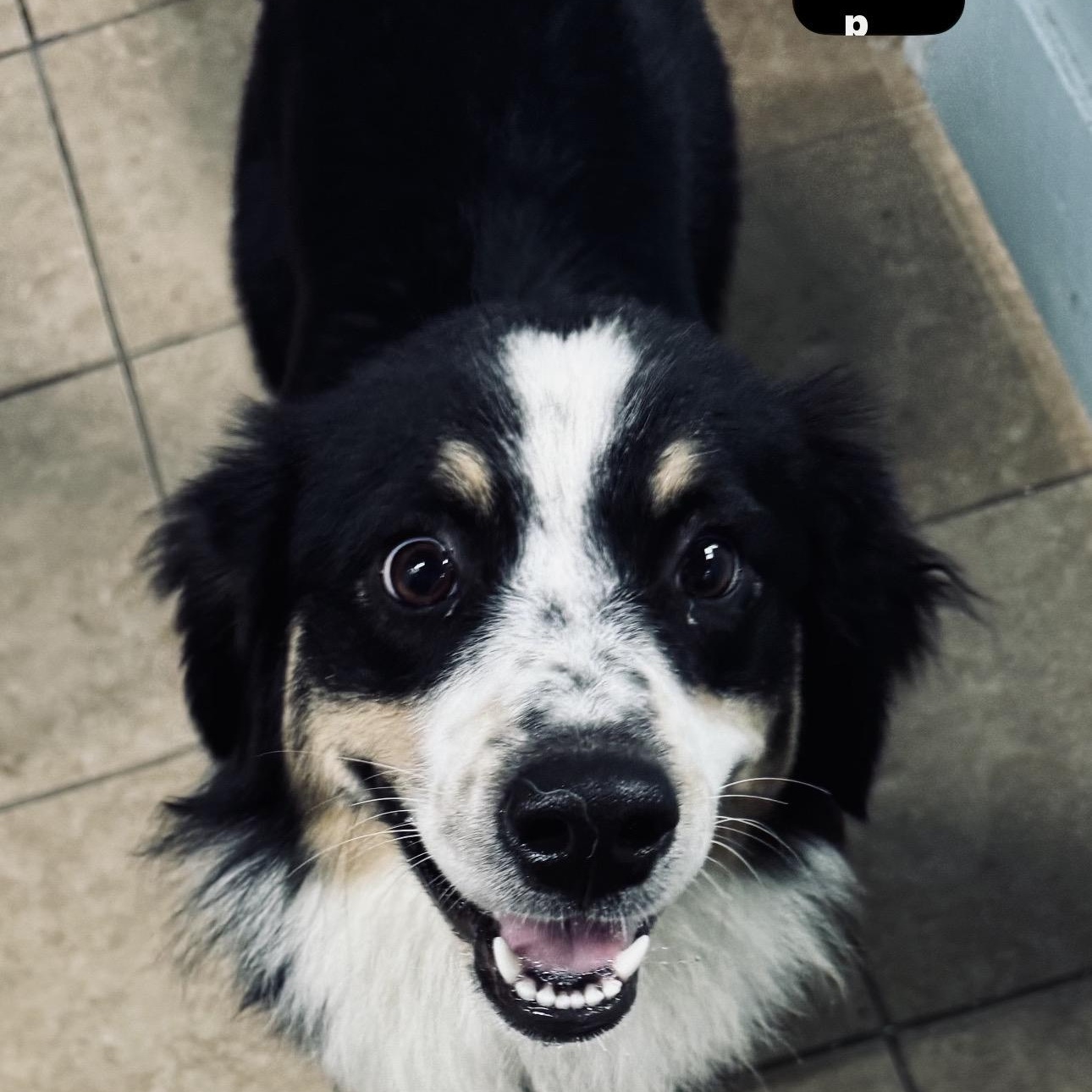 Enlarge Maggie, a Adoption Pending Australian Shepherd in Louisburg, KS image 4/5