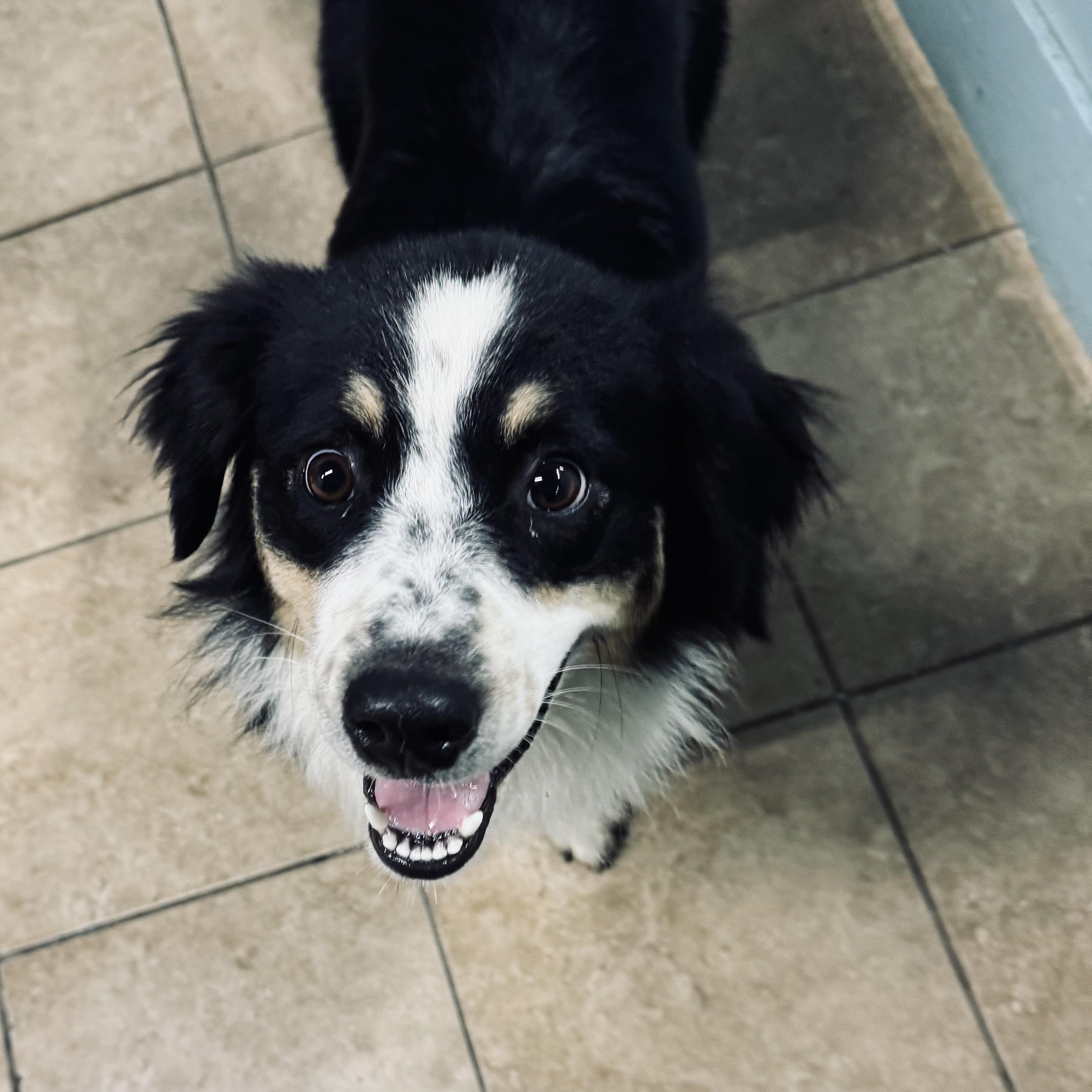 Enlarge Maggie, a Adoption Pending Australian Shepherd in Louisburg, KS image 3/5