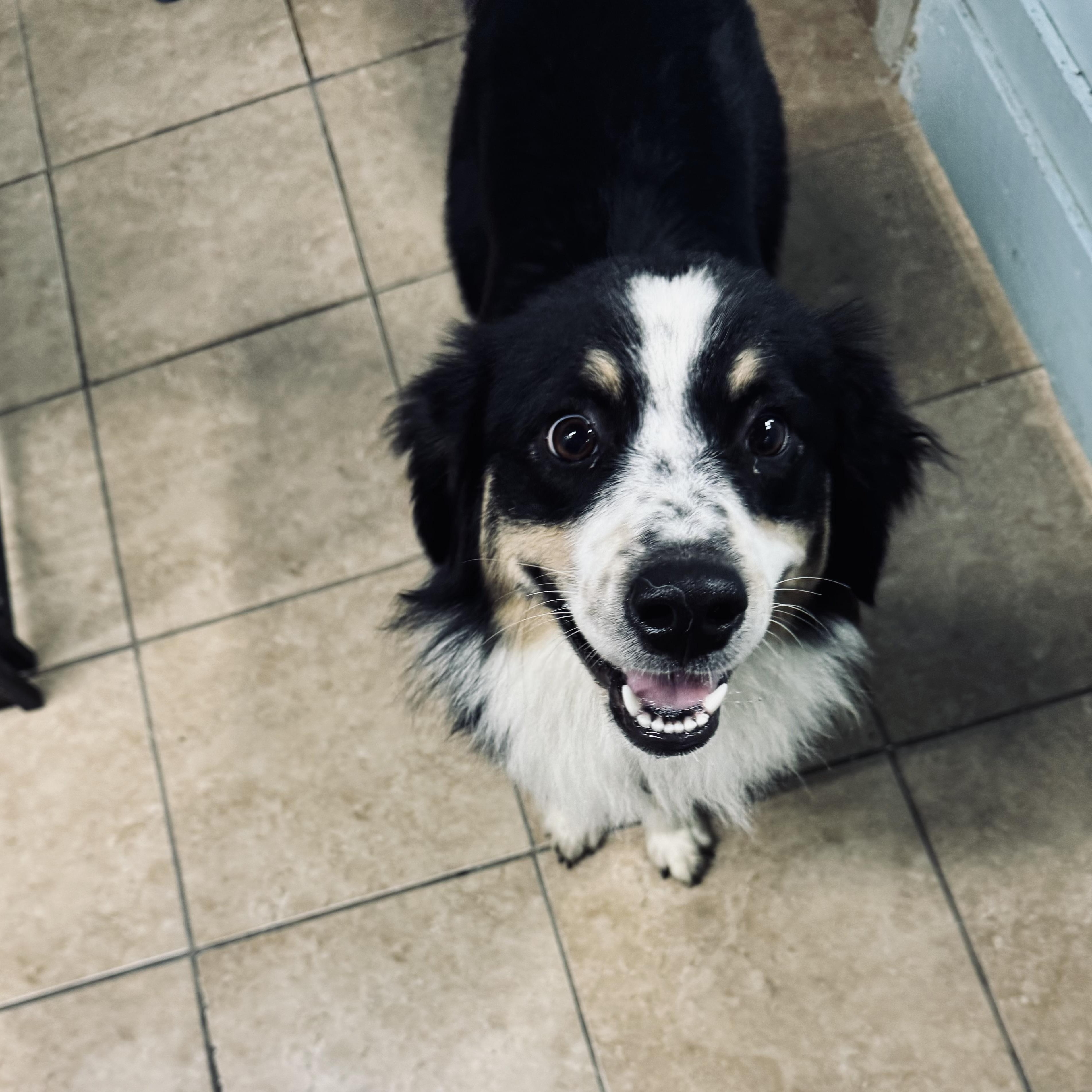 Enlarge Maggie, a Adoption Pending Australian Shepherd in Louisburg, KS image 5/5