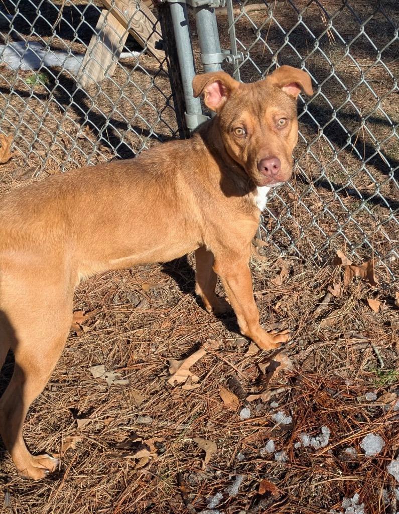 Enlarge Buzbee, a Adoptable mixed breed in Little Rock, AR image 1/2