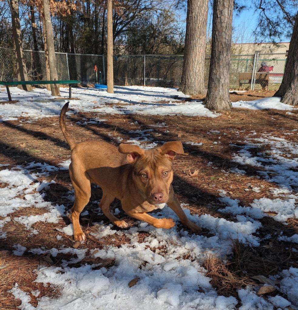 Enlarge Buzbee, a Adoptable mixed breed in Little Rock, AR image 2/2