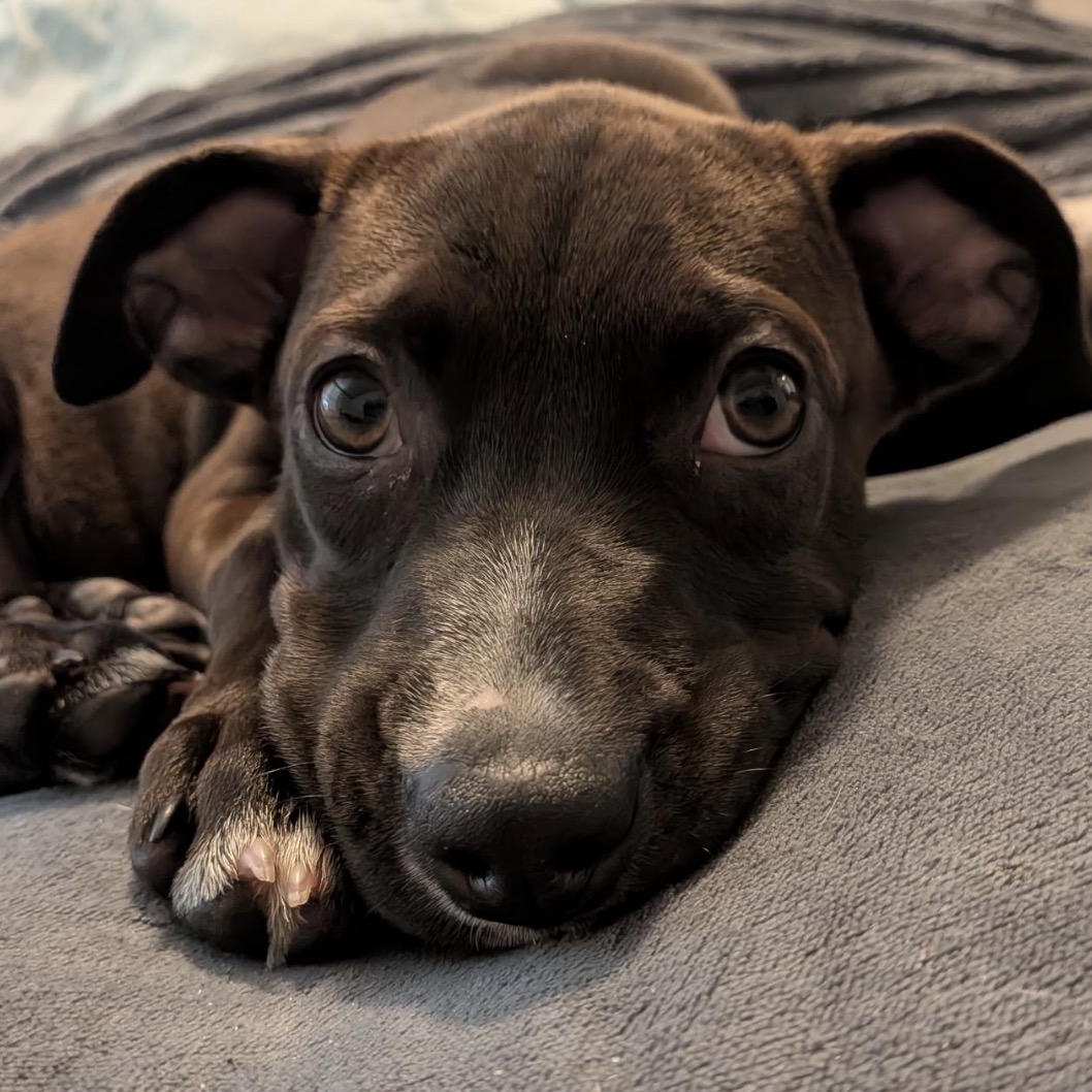 Enlarge Dobby, a ADOPTABLE mixed breed in Calabash, NC image 1/4