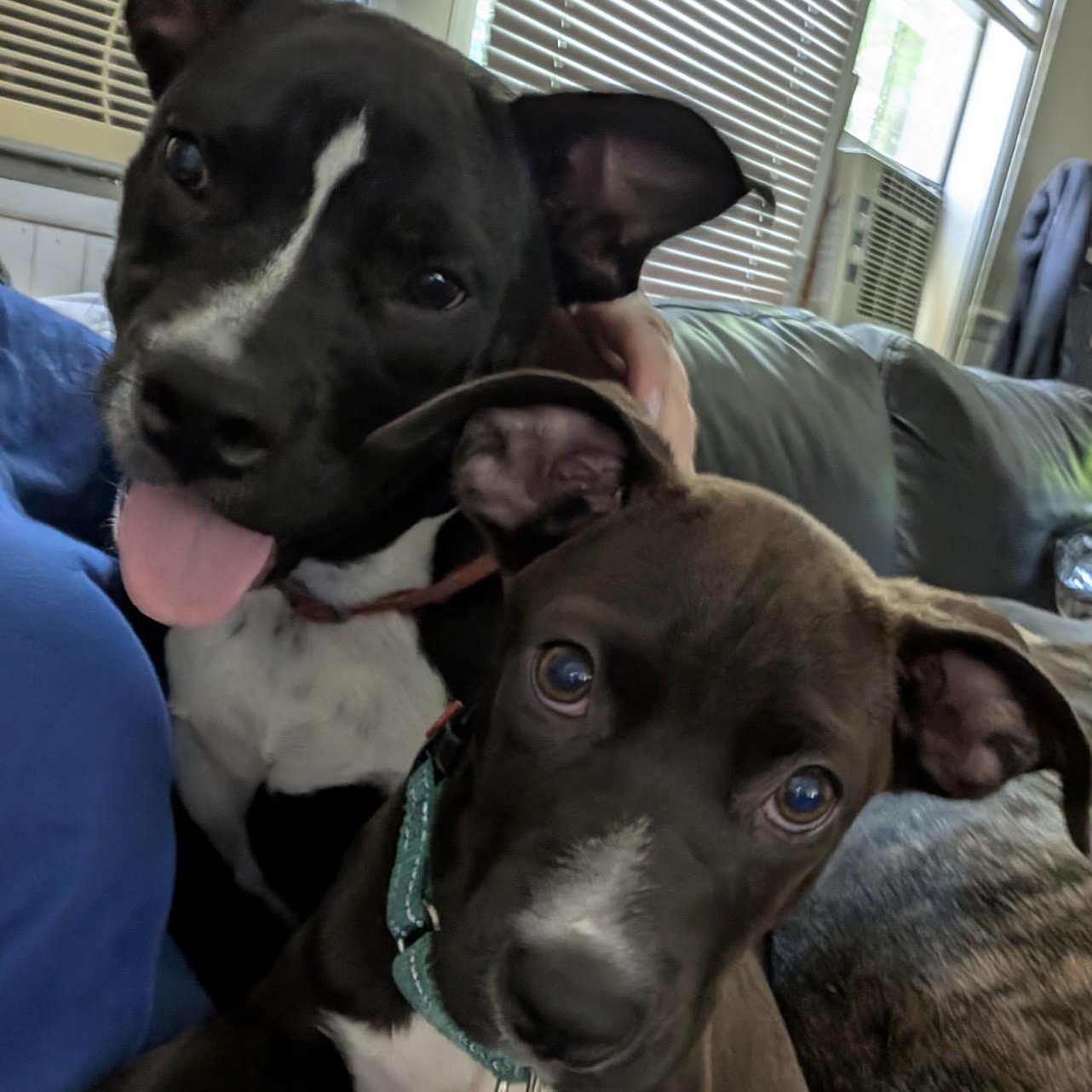Enlarge Dobby, a ADOPTABLE mixed breed in Calabash, NC image 2/4