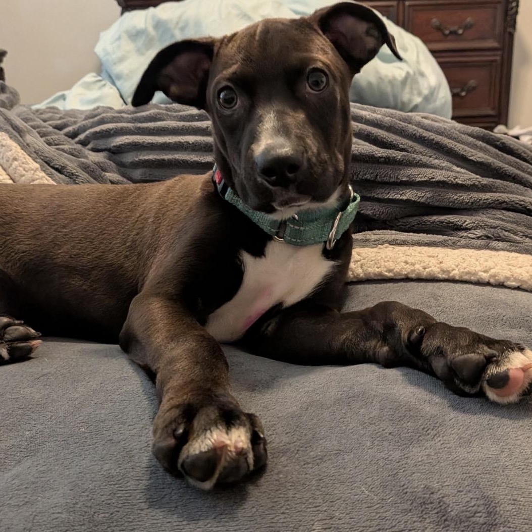 Enlarge Dobby, a ADOPTABLE mixed breed in Calabash, NC image 3/4