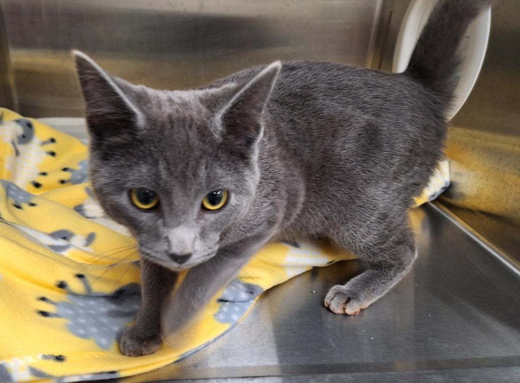 Enlarge Gilbert, a Adopted mixed breed in Noble, OK image 1/2