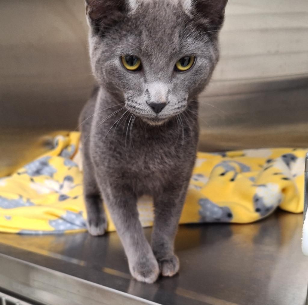 Enlarge Gilbert, a Adopted mixed breed in Noble, OK image 2/2