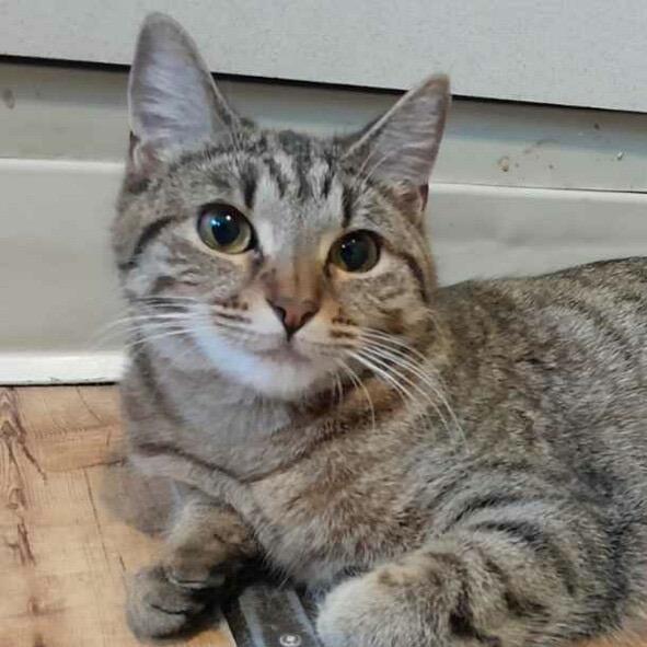 Enlarge Buttercup, a Adoptable Domestic Short Hair in Calverton, NY image 1/4